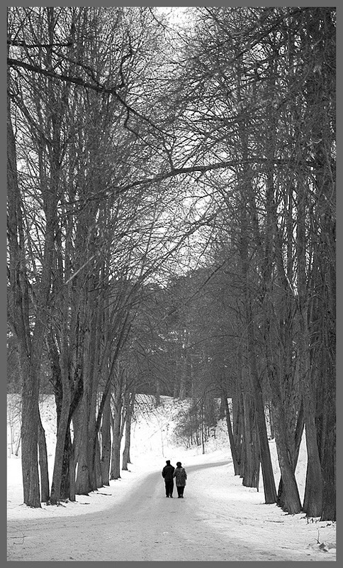 photo "The trees are always great .." tags: landscape, black&white, winter