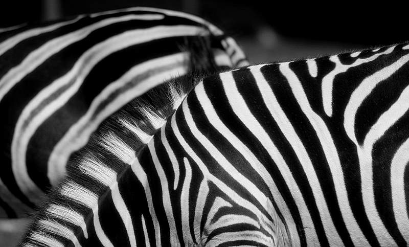 photo "white stripes" tags: nature, wild animals