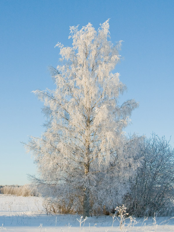 фото "Соло" метки: , 