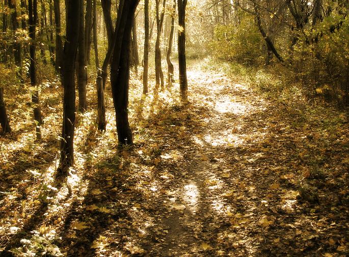 photo "***" tags: landscape, autumn, forest