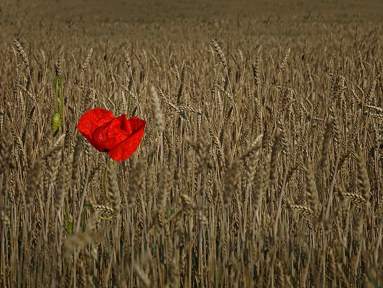 photo "Alone" tags: nature, flowers