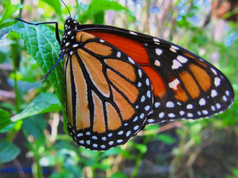 photo "Monarch" tags: nature, macro and close-up, insect