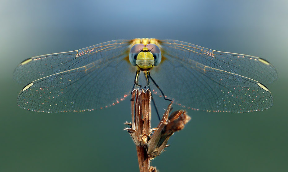 photo "***" tags: macro and close-up, nature, insect