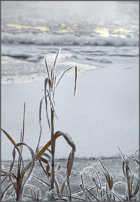 photo "Persistence" tags: landscape, misc., winter