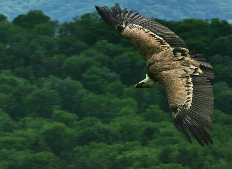 photo "Air pirate" tags: nature, wild animals