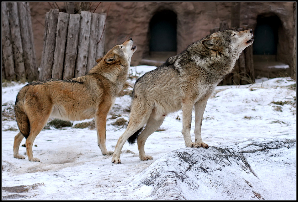 photo "Duet" tags: genre, nature, wild animals