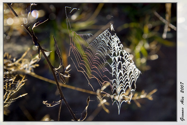 photo "***" tags: landscape, nature, autumn, insect