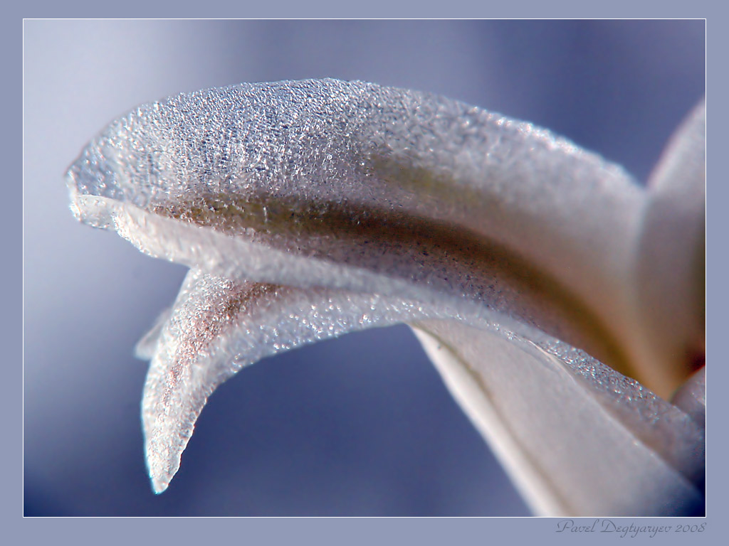 photo "* * *" tags: macro and close-up, nature, flowers