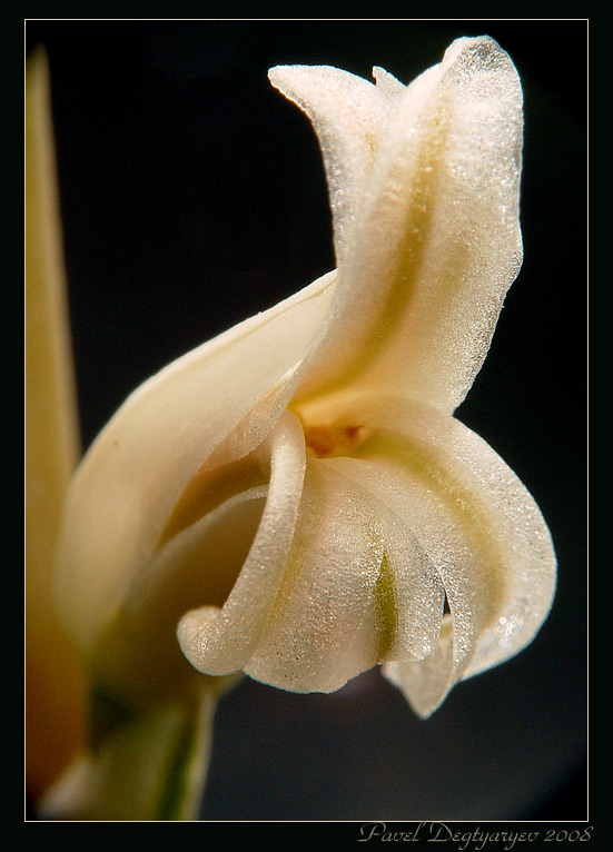 photo "* * *" tags: nature, macro and close-up, flowers