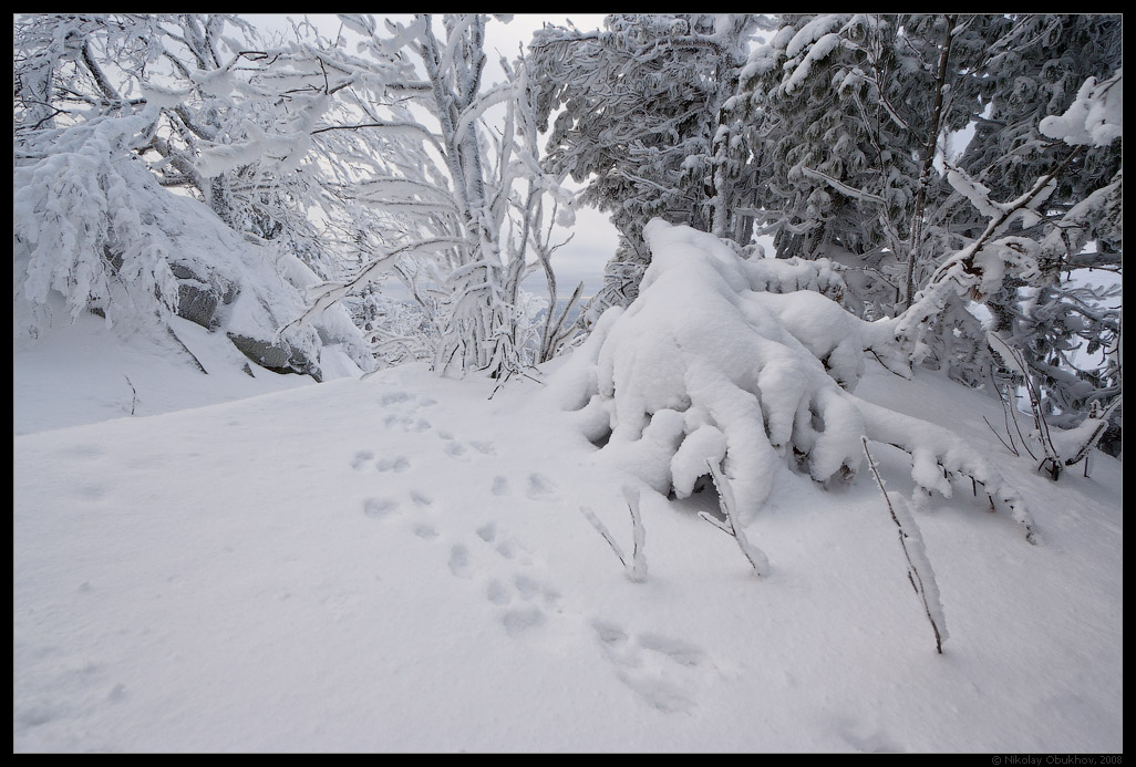 photo "Etude with footprints / 0184_0003" tags: landscape, forest, winter