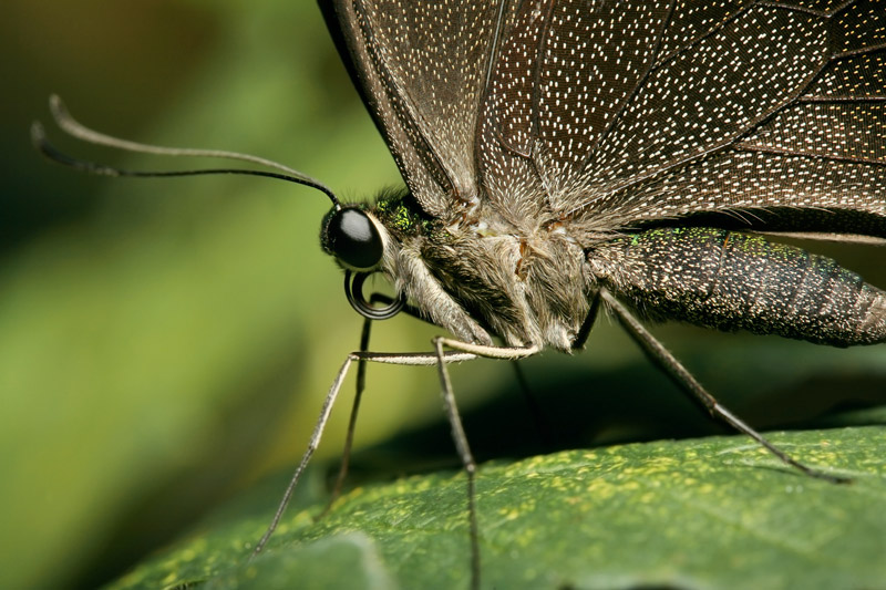 фото "Профель" метки: макро и крупный план, природа, насекомое
