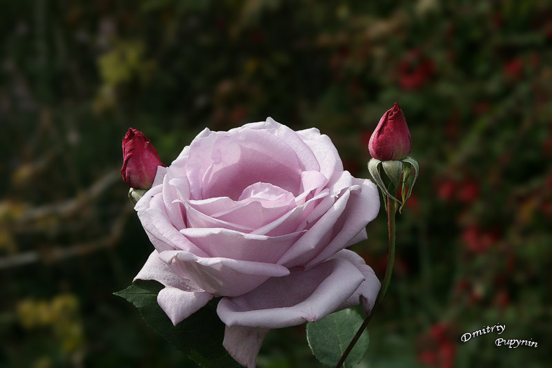 photo "***" tags: nature, macro and close-up, flowers