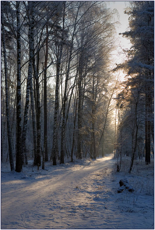 photo "Solar track" tags: landscape, forest, winter