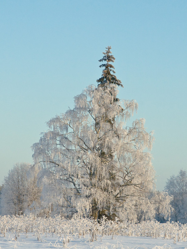 фото "Дуэт." метки: пейзаж, 