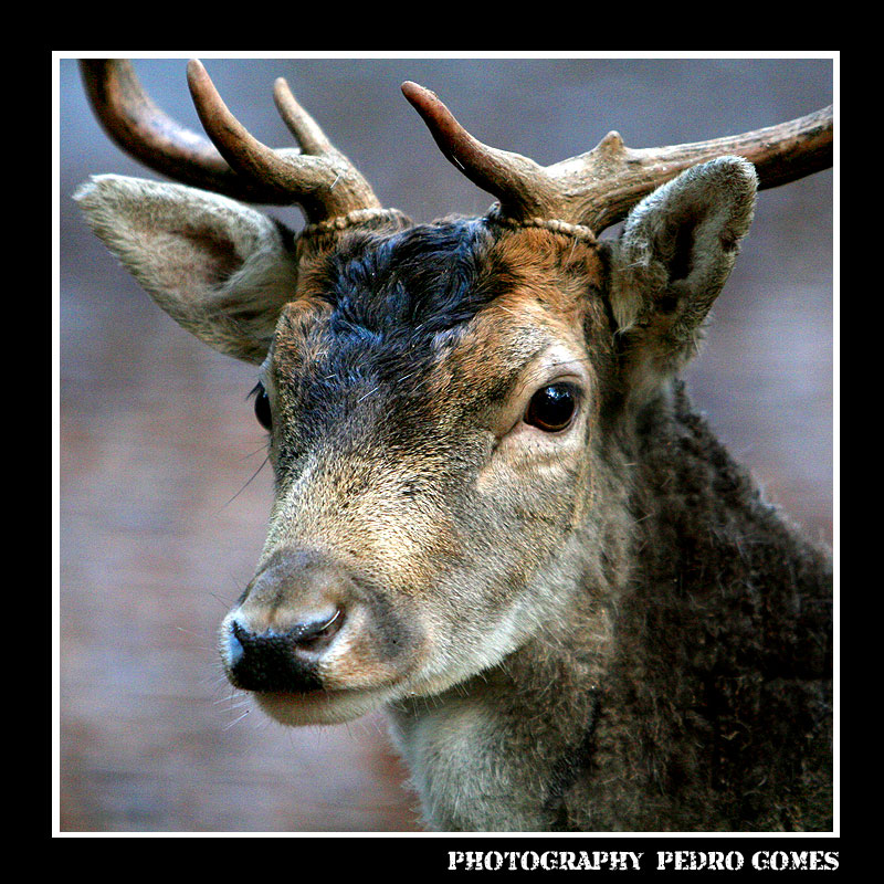 фото "FLOREST  ANIMAL" метки: природа, путешествия, Европа, дикие животные