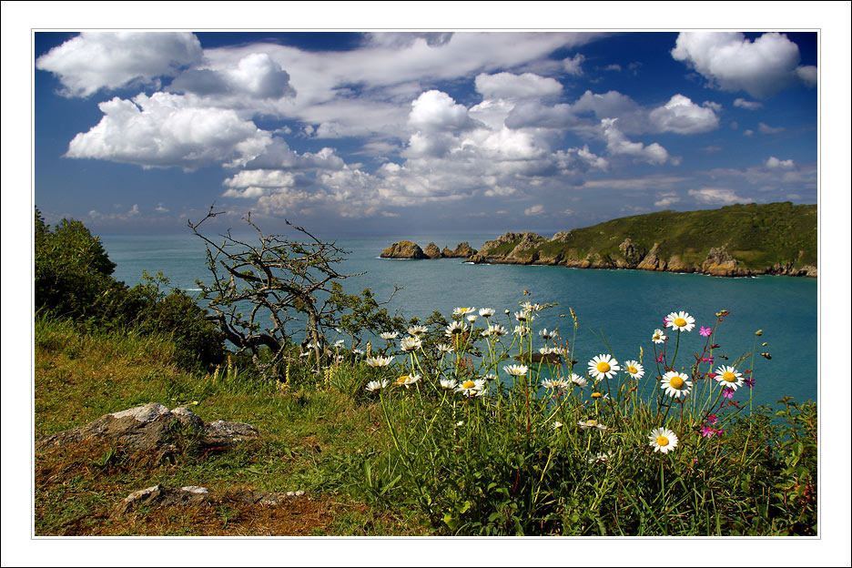 фото "Landscape with camomiles" метки: пейзаж, лето