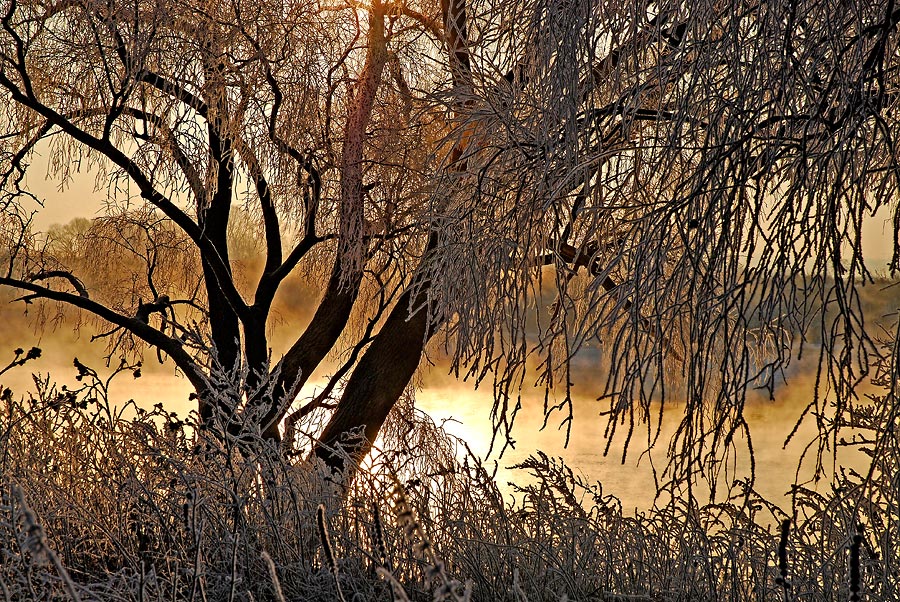 фото "Тепло зимы." метки: пейзаж, зима, лес