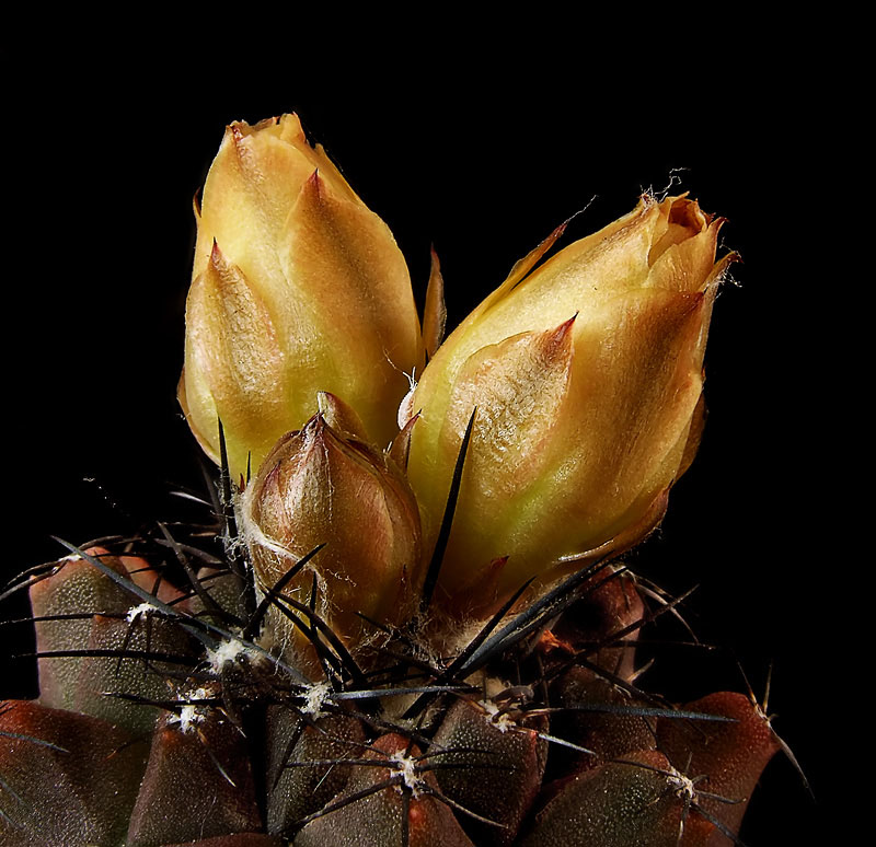 фото "Copiapoa - в ожидании солнца" метки: природа, макро и крупный план, цветы