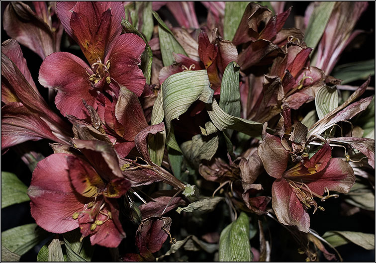 photo "Faded" tags: nature, still life, flowers