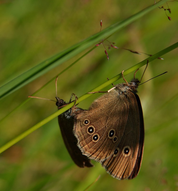 photo "***" tags: nature, macro and close-up, insect