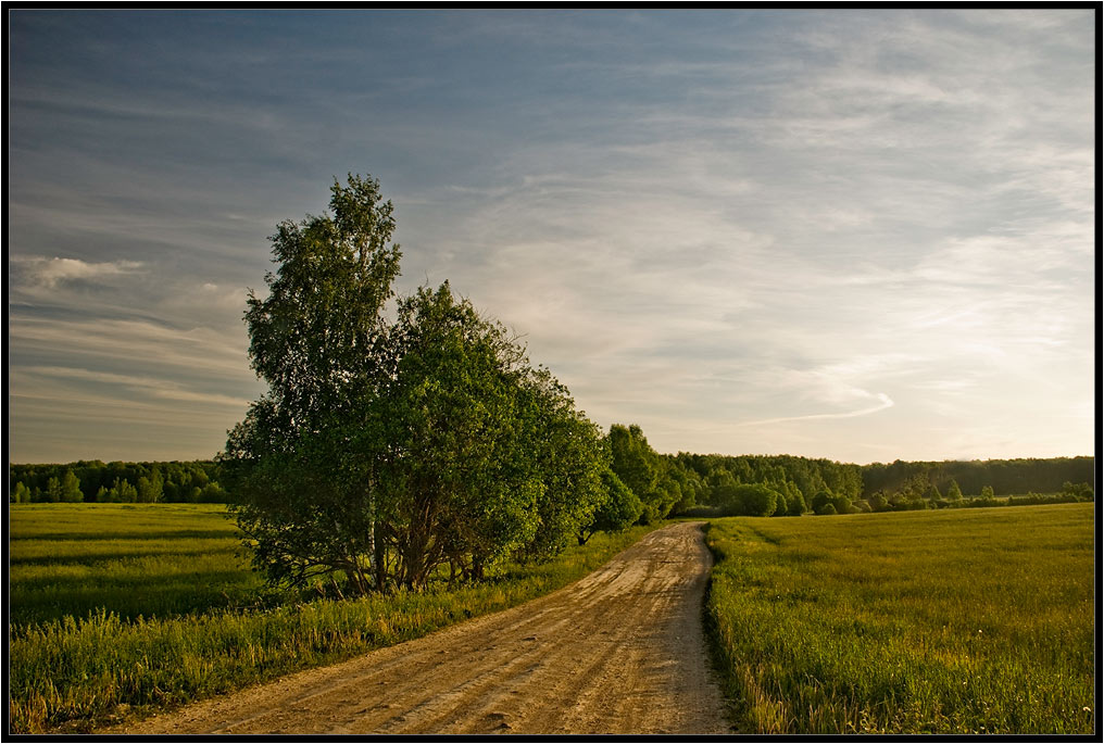 фото "В Шишкин лес" метки: пейзаж, лето