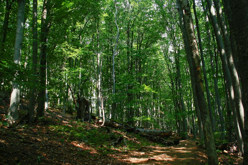 photo "***" tags: landscape, forest, summer