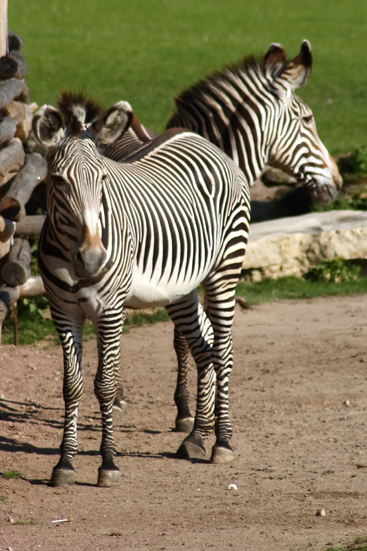 photo "***" tags: nature, travel, Europe, wild animals