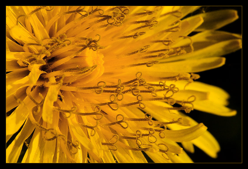 photo "Dandelion" tags: macro and close-up, nature, flowers