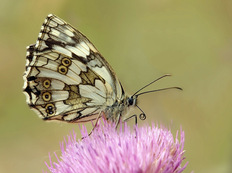 photo "***" tags: macro and close-up, 