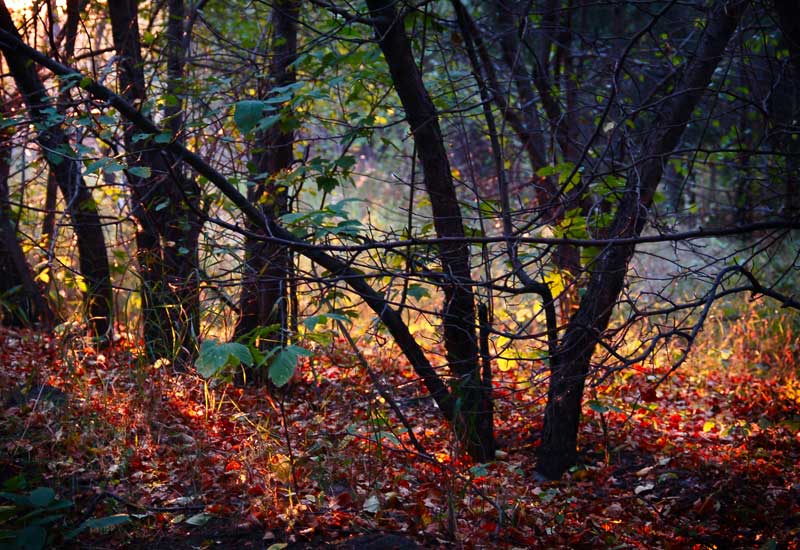 photo "***" tags: landscape, forest