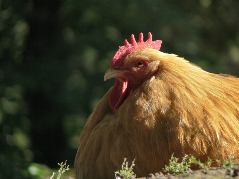 photo "Big Mama" tags: nature, pets/farm animals