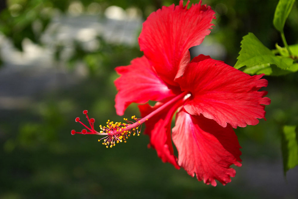 photo "***" tags: nature, macro and close-up, flowers