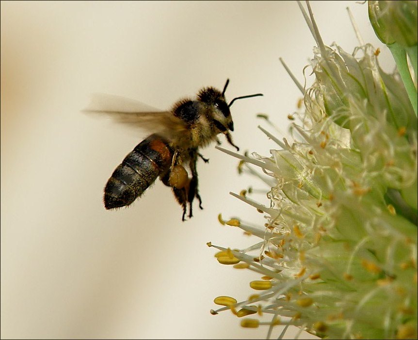 photo "***" tags: macro and close-up, nature, insect