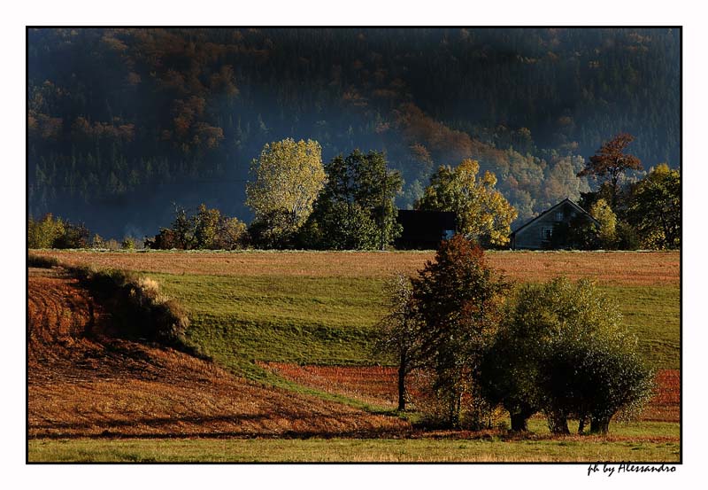 фото "colori" метки: пейзаж, лес