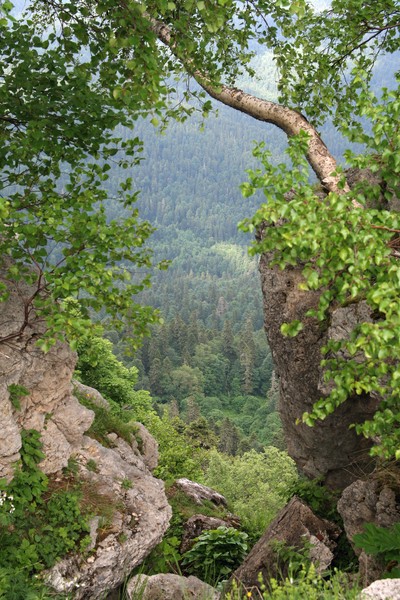 фото "Lagonaki" метки: пейзаж, горы