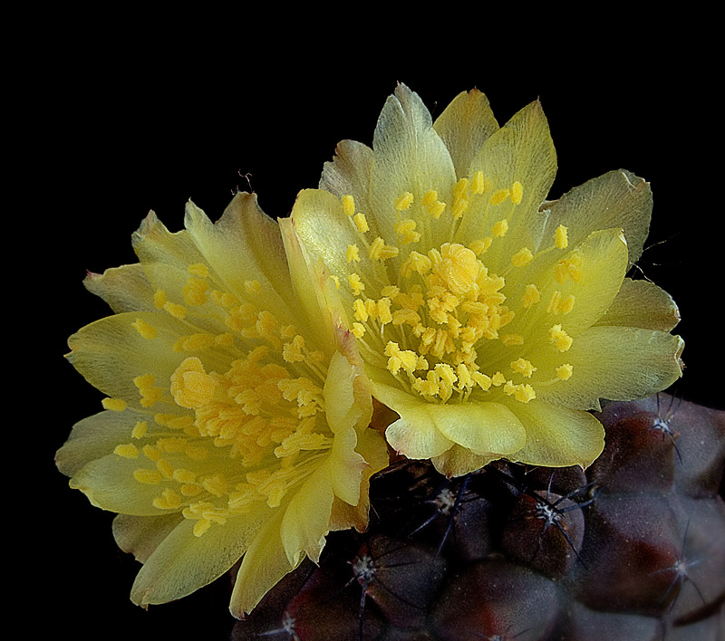 photo "***" tags: nature, macro and close-up, flowers