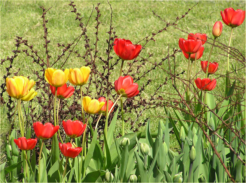 photo "* * *" tags: nature, flowers