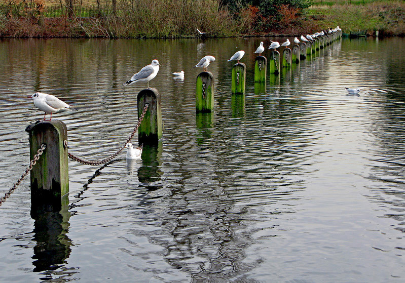 photo "Gull waiting for the place" tags: travel, Europe