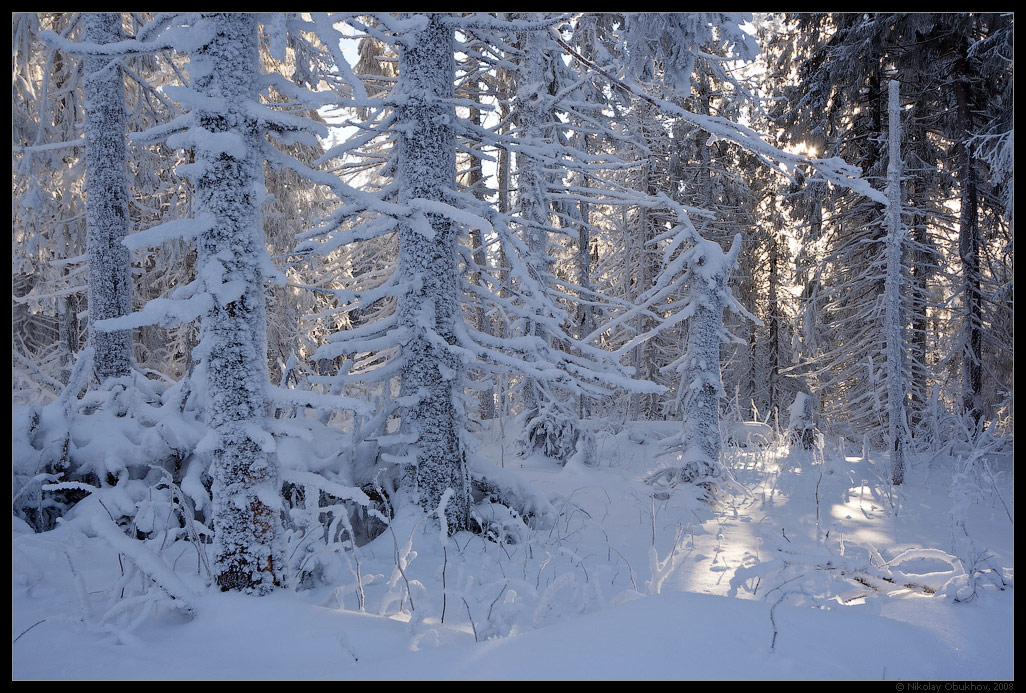 photo "Freezing / 0184_0036" tags: landscape, forest, winter