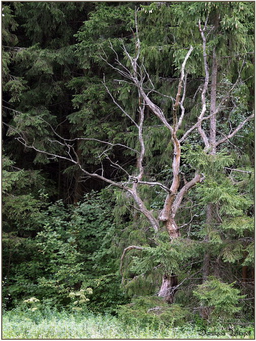 photo "***" tags: landscape, forest, summer