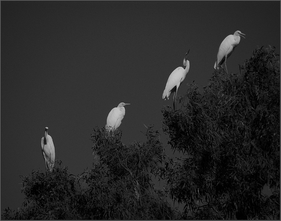 photo "Quartet" tags: nature, wild animals