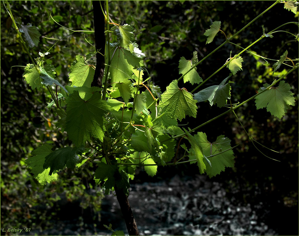 photo "The wood sun" tags: nature, travel, flowers