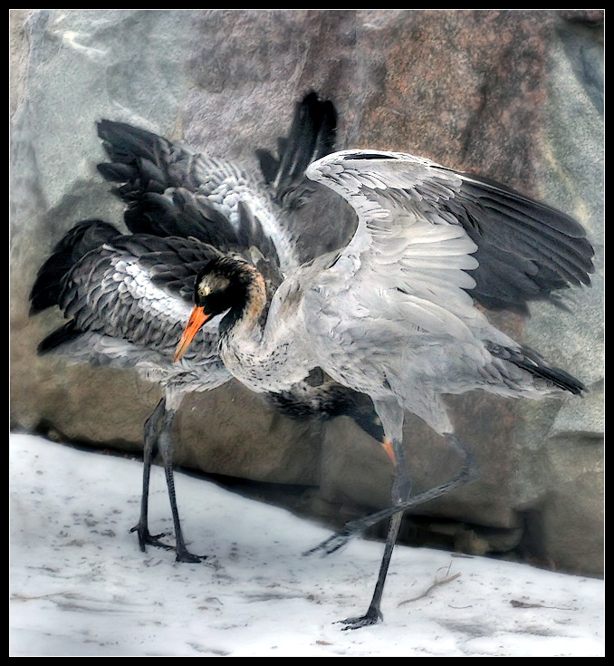 photo "Winter Dance" tags: genre, nature, wild animals