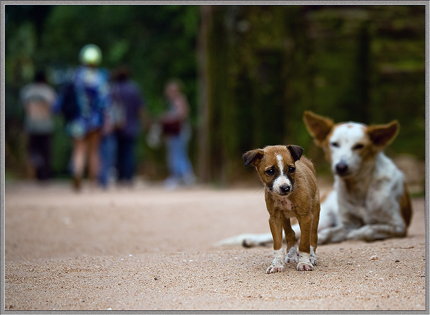 photo "Not played" tags: nature, genre, pets/farm animals