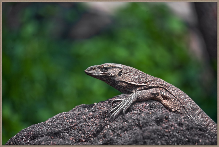 photo "***" tags: nature, travel, Asia, wild animals