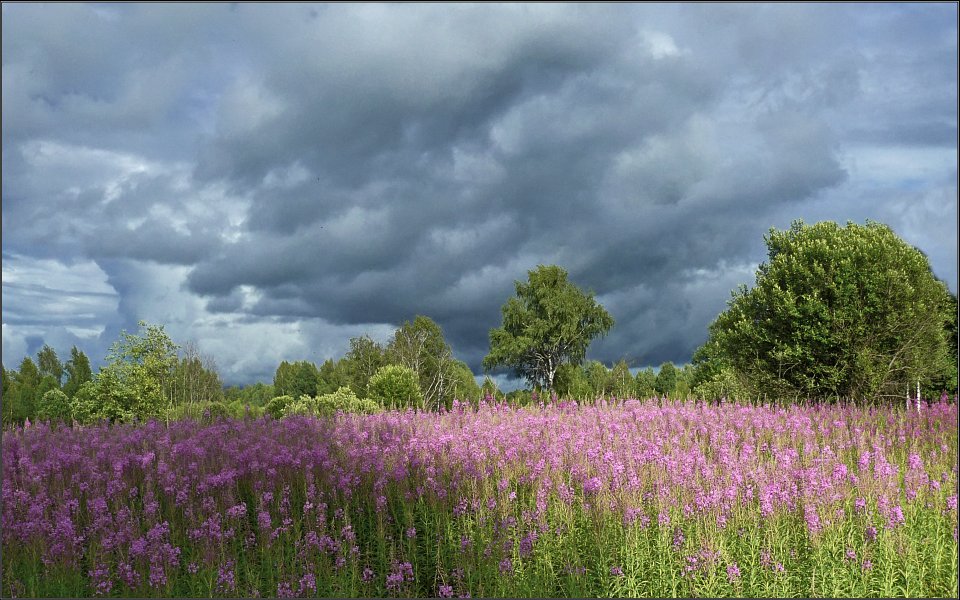 photo "Summer" tags: landscape, summer