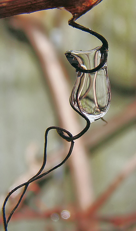 photo "***" tags: macro and close-up, still life, 