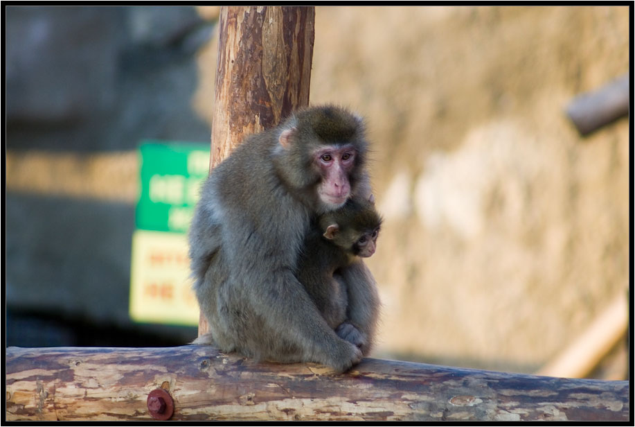 photo "***" tags: nature, wild animals