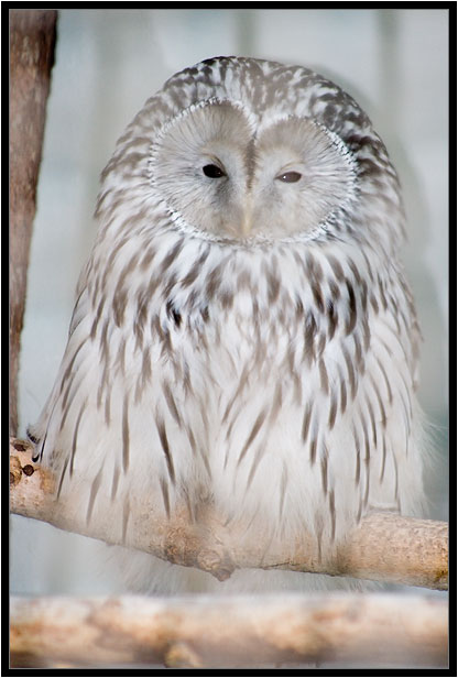 photo "***" tags: nature, wild animals