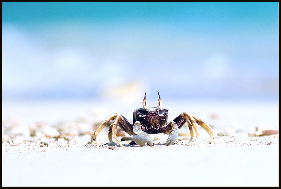 photo "Under the blue sky ..." tags: nature, macro and close-up, wild animals